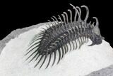 Spiny Comura Trilobite - Top Quality Specimen #108781-5